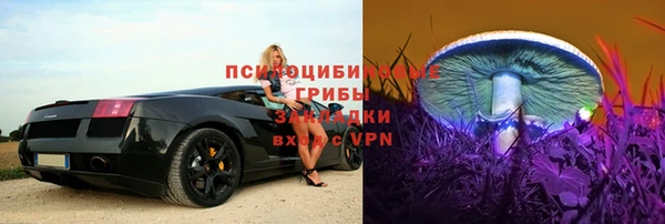 стаф Новозыбков